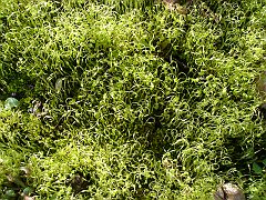 bryophyte